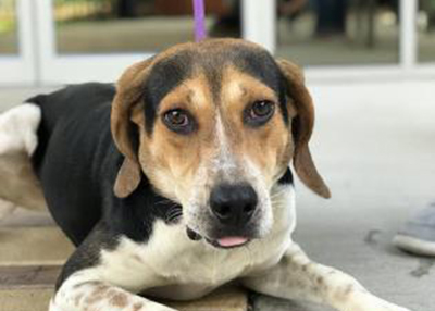 Houston Humane Society | Anthony