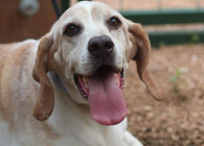 Houston Humane Society | Ari