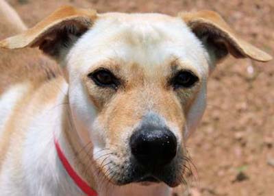 Houston Humane Society | Ariel