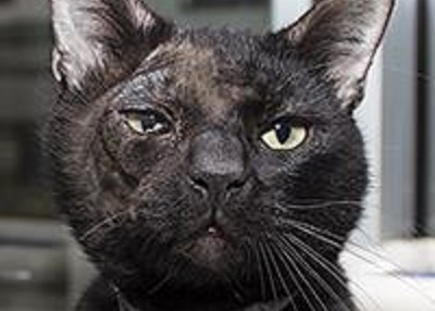 Houston Humane Society | Ash