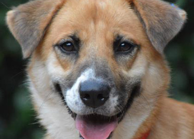 Houston Humane Society | Ashany