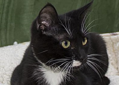 Houston Humane Society | Audrey