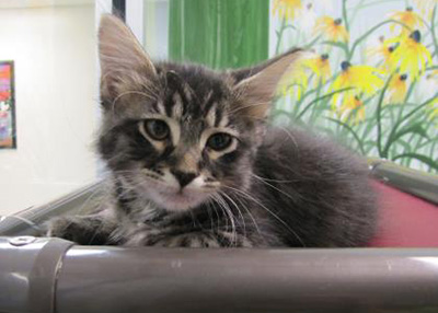 Houston Humane Society | Austin