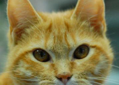 Houston Humane Society Ayleen
