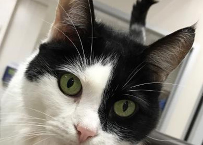 Houston Humane Society | Baby