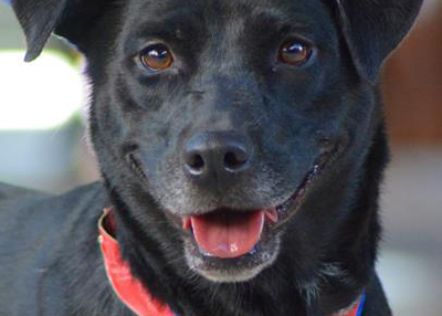 Houston Humane Society | Bailey