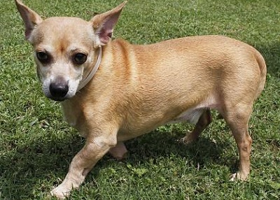 Houston Humane Society | Bailey