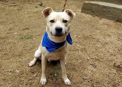 Houston Humane Society | Bailey