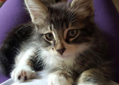 Houston Humane Society | Baka