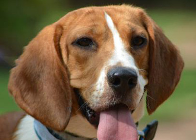 Houston Humane Society | Bambo