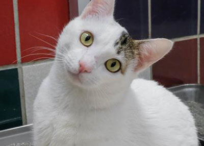 Houston Humane Society | Bamboo