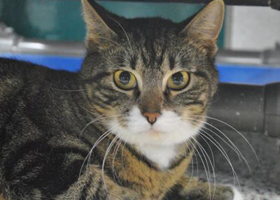 Houston Humane Society | Bandit