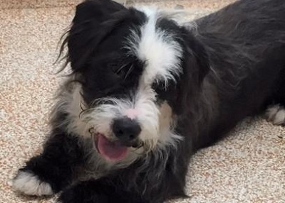 Houston Humane Society | Barlow