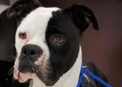 Houston Humane Society | Batman
