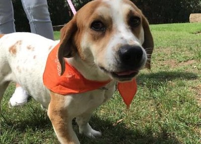Houston Humane Society | Baxter