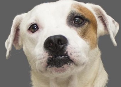 Houston Humane Society | B.B.
