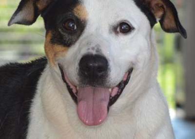 Houston Humane Society | Becky