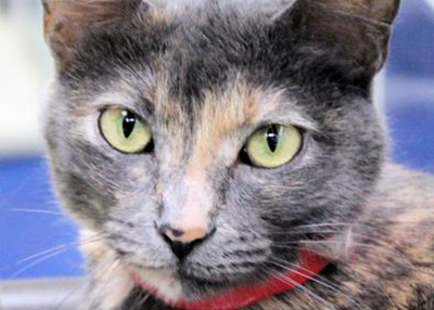 Houston Humane Society | Bee