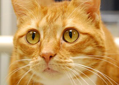 Houston Humane Society | Bella