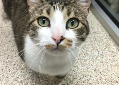 Houston Humane Society | Bella