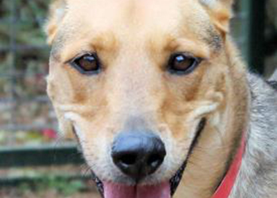Houston Humane Society | Bella