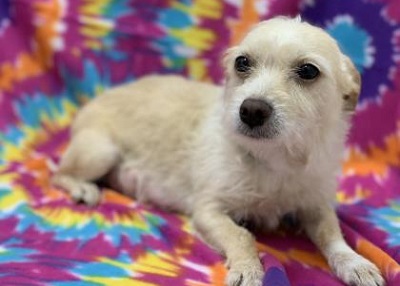 Houston Humane Society | Bella