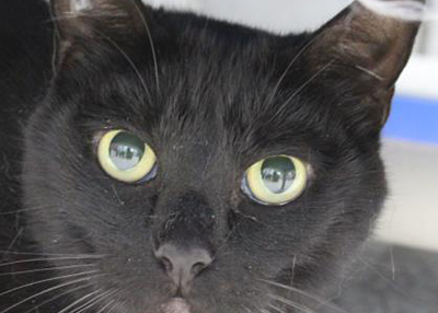 Houston Humane Society | Benny