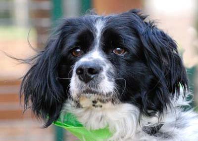 Houston Humane Society Benny