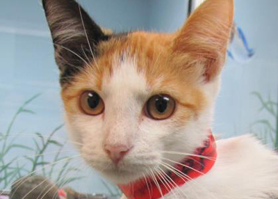 Houston Humane Society | Betsy