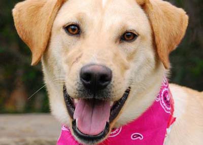 Houston Humane Society Betty