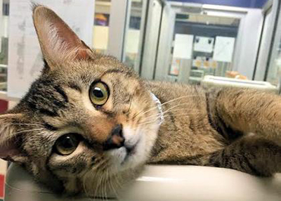 Houston Humane Society | Billy