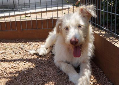 Houston Humane Society | Blinky