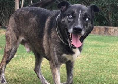 Houston Humane Society | Blu