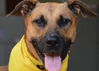 Houston Humane Society | Bonnie
