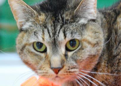 Houston Humane Society | Bonnie