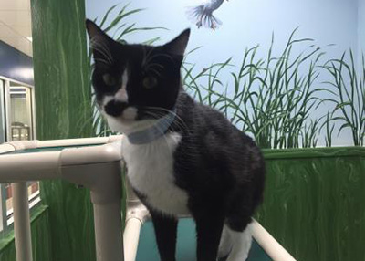 Houston Humane Society | Boogie