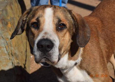 Houston Humane Society | Boone