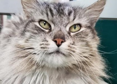 Houston Humane Society | Boots