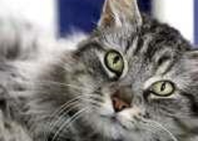 Houston Humane Society | Boots