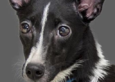 Houston Humane Society | Boots