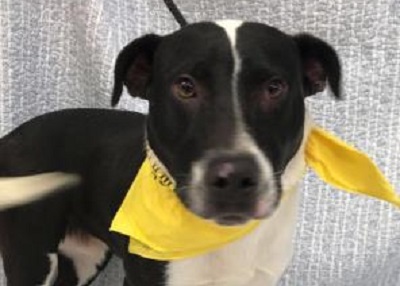 Houston Humane Society | Bosco