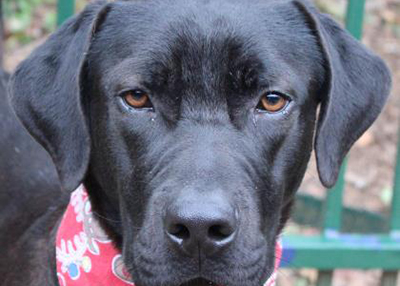 Houston Humane Society | Boston
