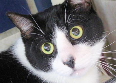 Houston Humane Society | Boyd