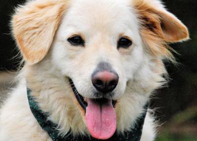 Houston Humane Society | Brady