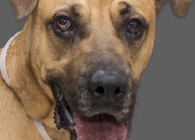Houston Humane Society | Breezy