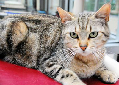 Houston Humane Society | Brenda