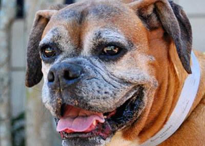 Houston Humane Society | Bruno