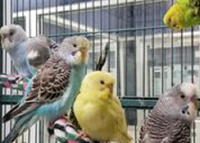 Houston Humane Society | Budgies