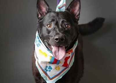 Houston Humane Society | Budha