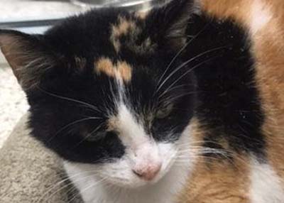 Houston Humane Society | Buggs